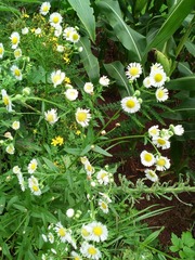 IMG_20160803_114719