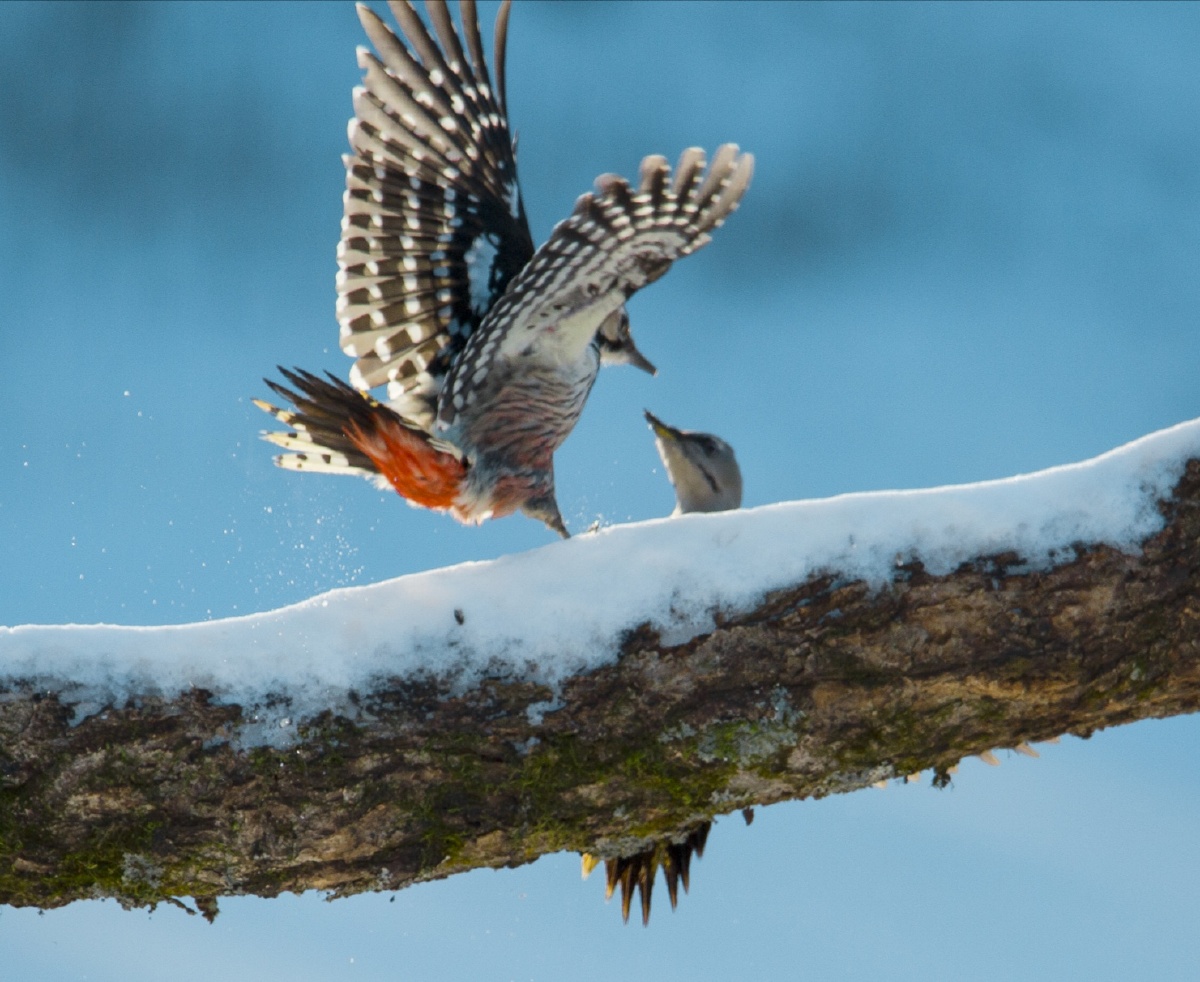 精灵- 北风野虎 - 图虫