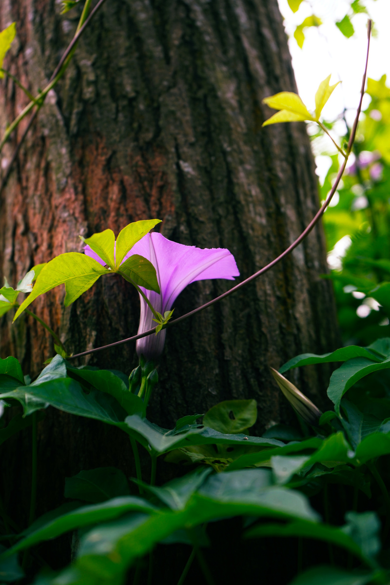 牵牛花 - 欢乐树的朋友们 - 图虫