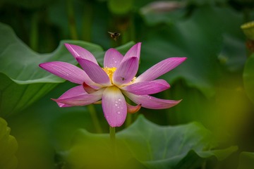 雨后荷香-Lotus fragrance after rain