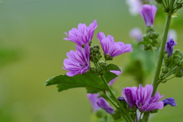 小花也迷人
