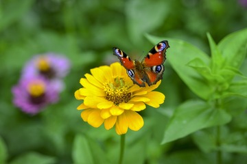 蝶恋花-Butterflies in Love with Flowers