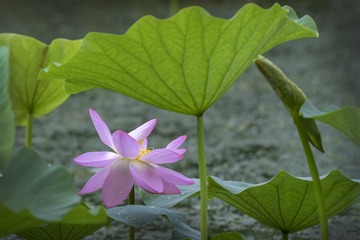 呵 护