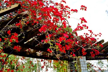 _DSC6505_调整大小