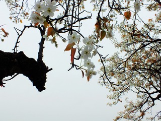 DSCF3698_