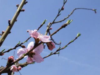DSCF3191_
