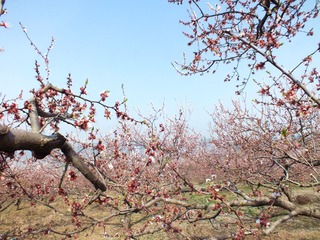 DSCF3046_