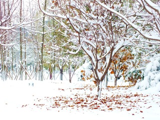 DSCF6005_