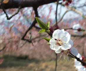 DSCF3081_