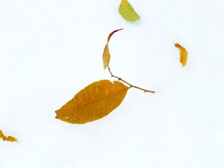 DSCF5996_