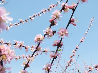 DSCF3135_