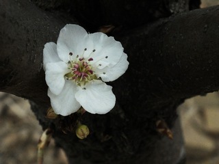 DSCF3862_