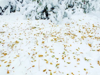 DSCF5995_