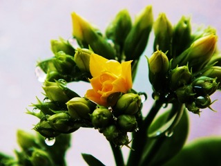 DSCF6053_