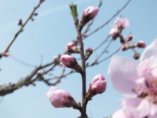 DSCF3202_