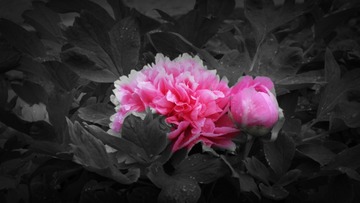 DSCF3984_