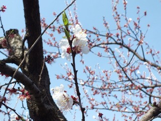 DSCF3070_