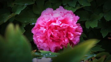 DSCF4021_