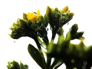 DSCF6052_