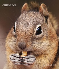 chipmunk 花栗鼠