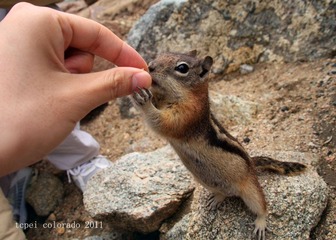 chipmunk 花栗鼠