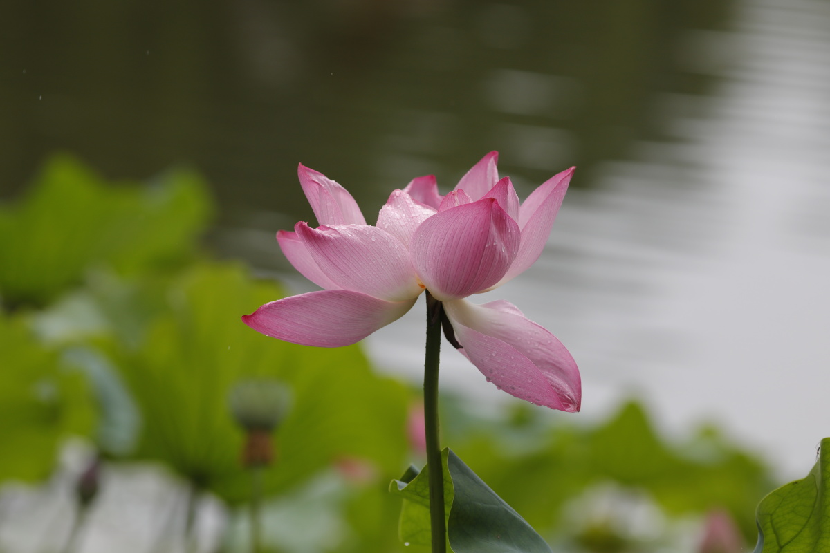 无锡鼋头渚荷花