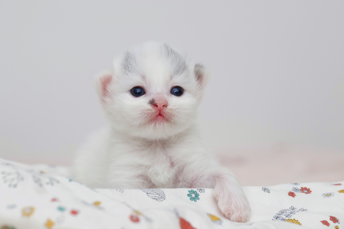 小奶猫英短写真记录