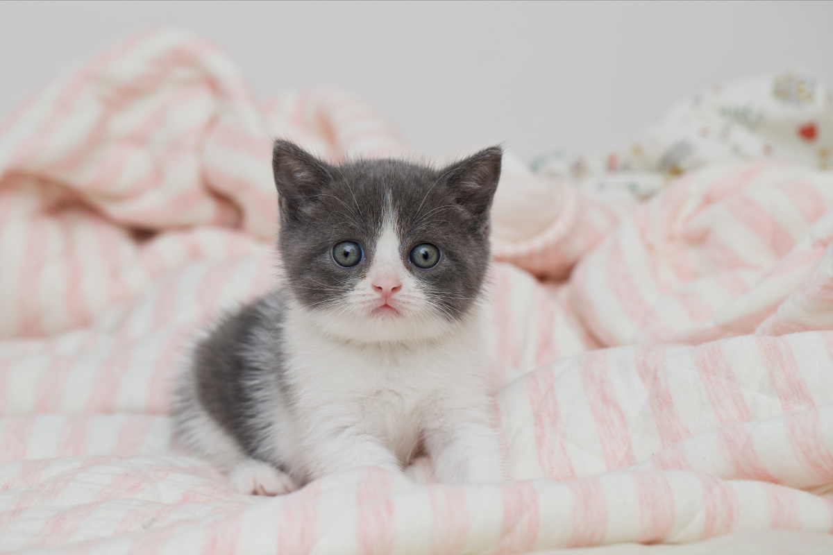 小奶猫英短写真记录