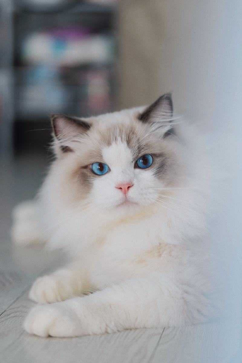 布偶猫|宠物摄影写真 - 檬加一一 - 图虫