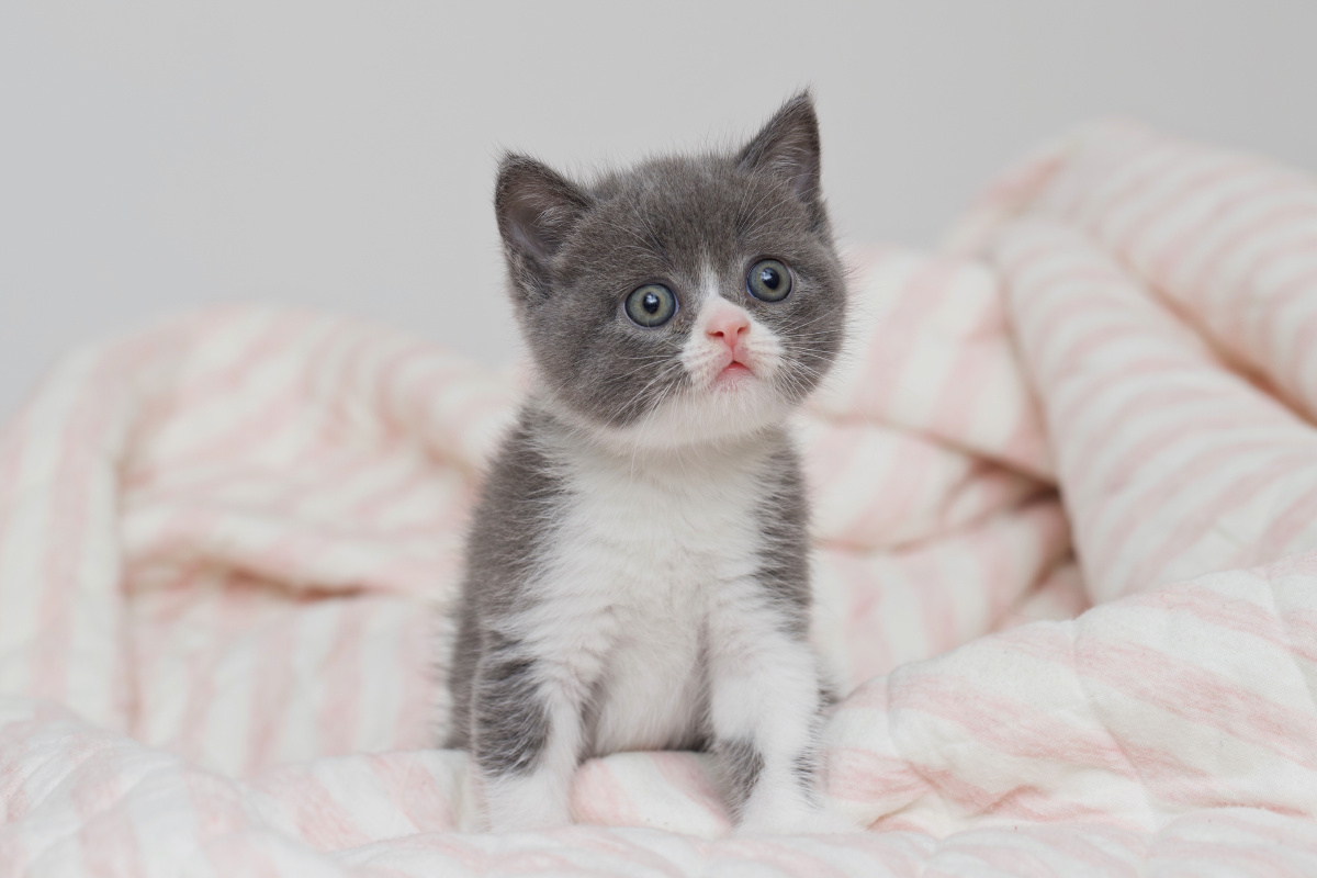 小奶猫英短写真记录