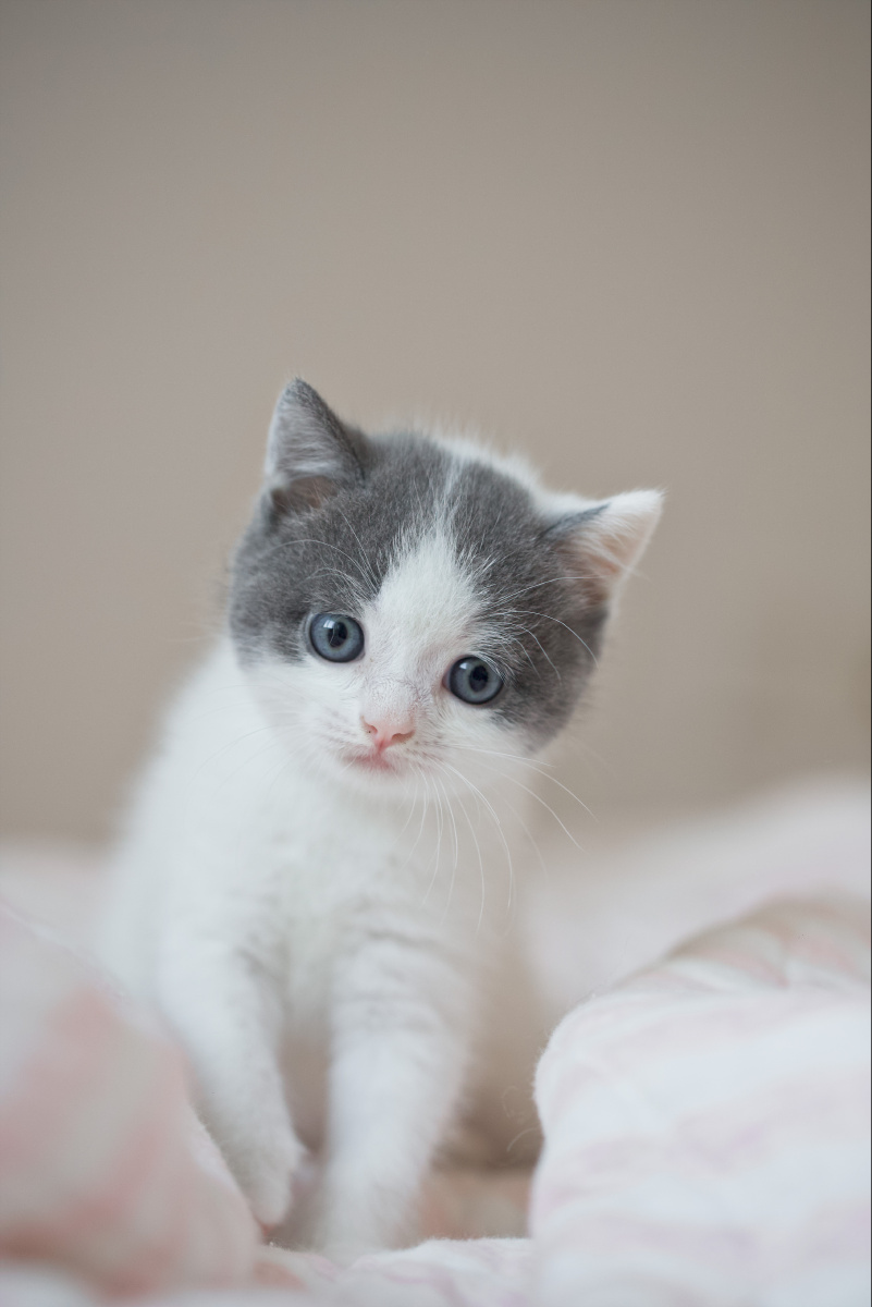 小奶猫英短写真记录