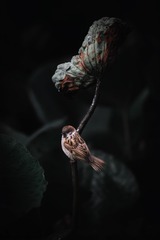 36083