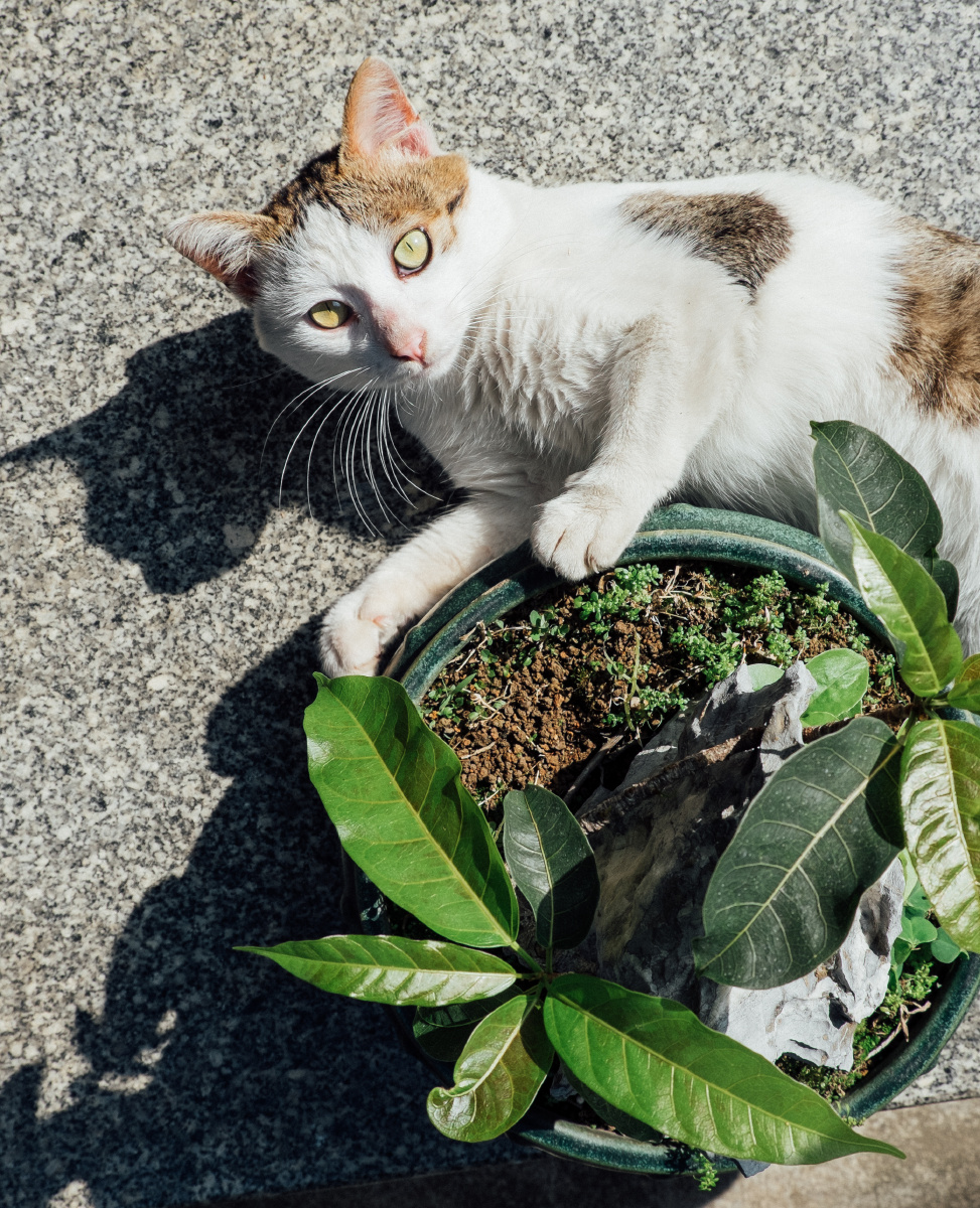 猫与盆栽