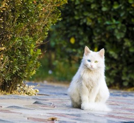 北大软微的波斯猫
