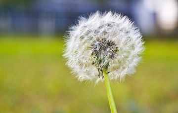 那些生长在软微的精灵024