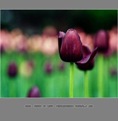 Untitled-11_nEO_IMG