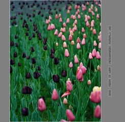 Untitled-10_nEO_IMG