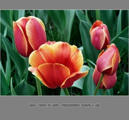 Untitled-1_nEO_IMG