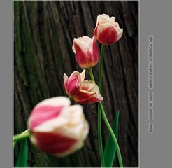 Untitled-12_nEO_IMG