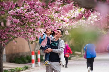 爸爸带我看樱花