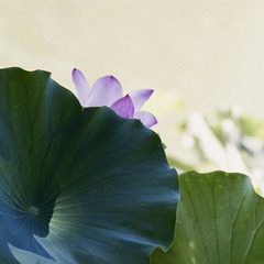 E52B9692-54E4-4D36-A765-732E9D054657/L0/001