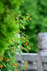 XWH_2261
