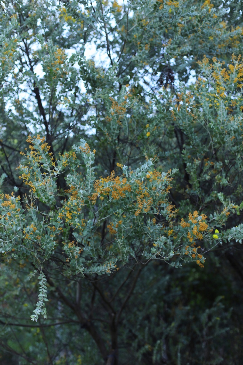 凋零的珍珠金合欢