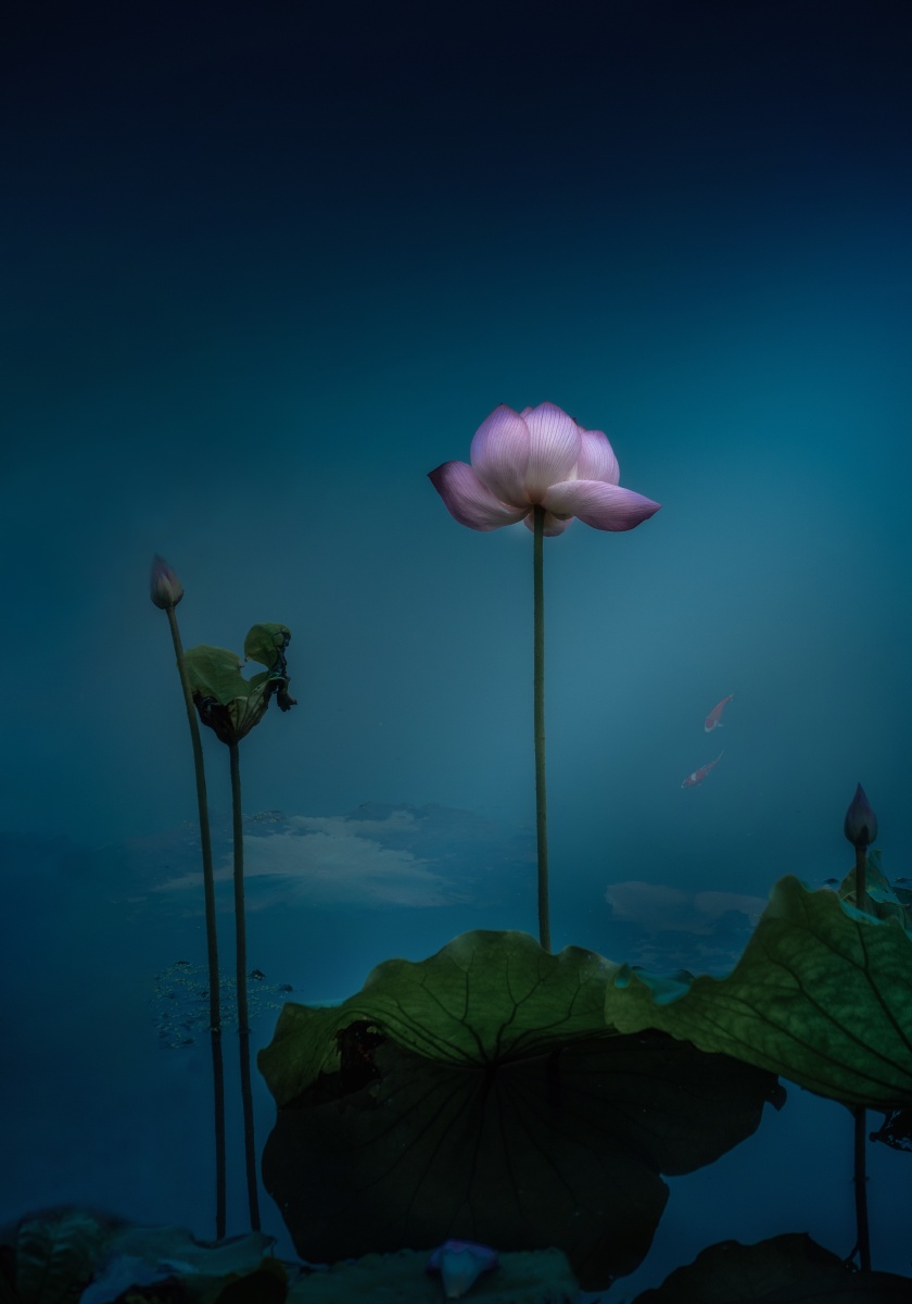 《荷塘月色》皎洁宁静的月光,荷花沐浴在月光下,荷花自古多与君子相提