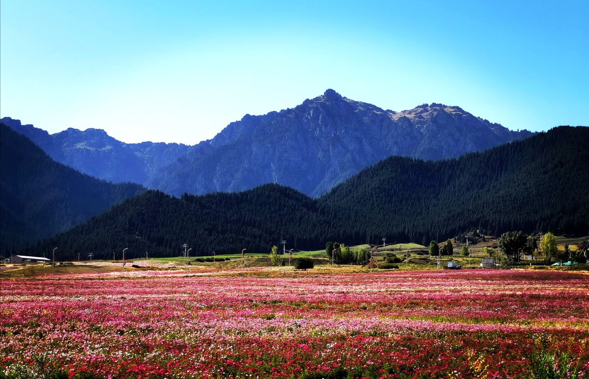 乌鲁木齐县南山平西梁村格桑花海