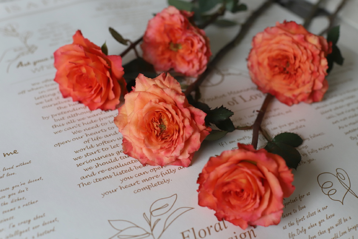 暖色系玫瑰火灵鸟波浪卷边状有淡香整体呈现出深浅不一的橘色喜欢她的