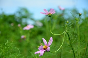 XXM_0919
