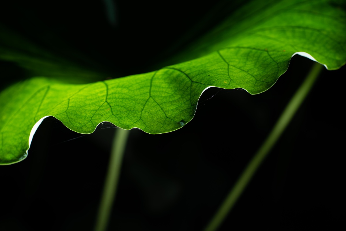 接天莲叶无穷碧