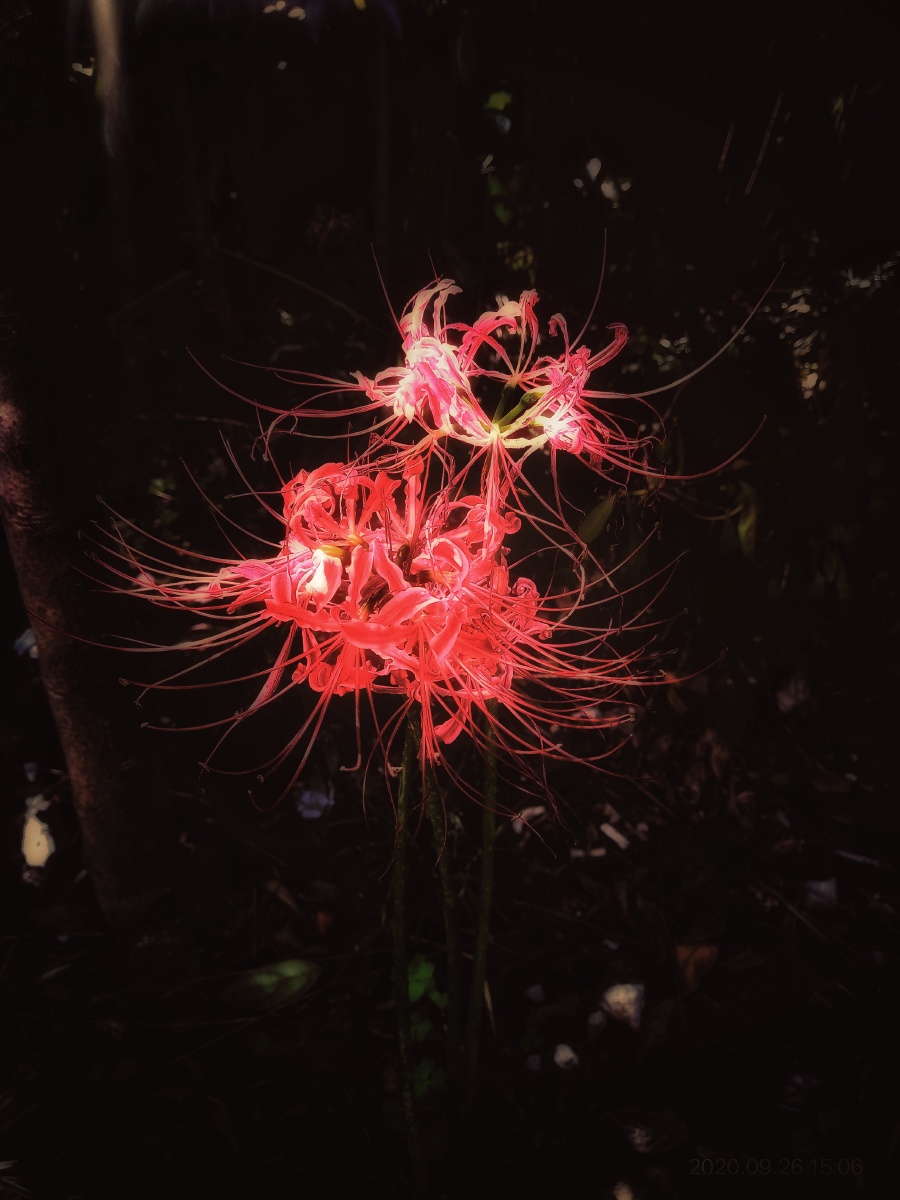 鬼魅之花向阳而生