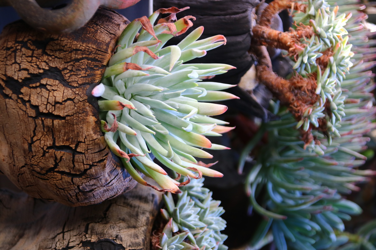 仙女杯奴婢吉娜